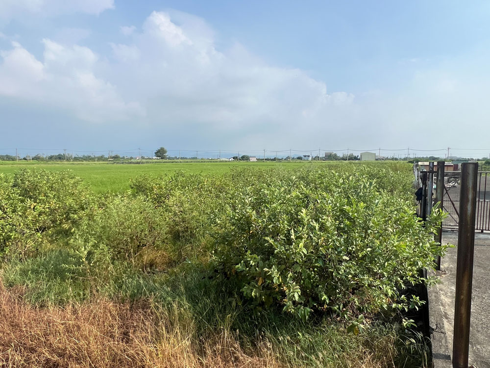 台南新營挖樹除草整地